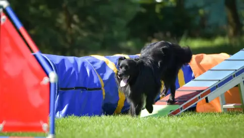 Comportementaliste canin : un métier en plein essor
